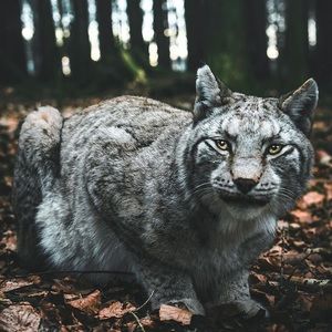 Meet your Posher, Dane